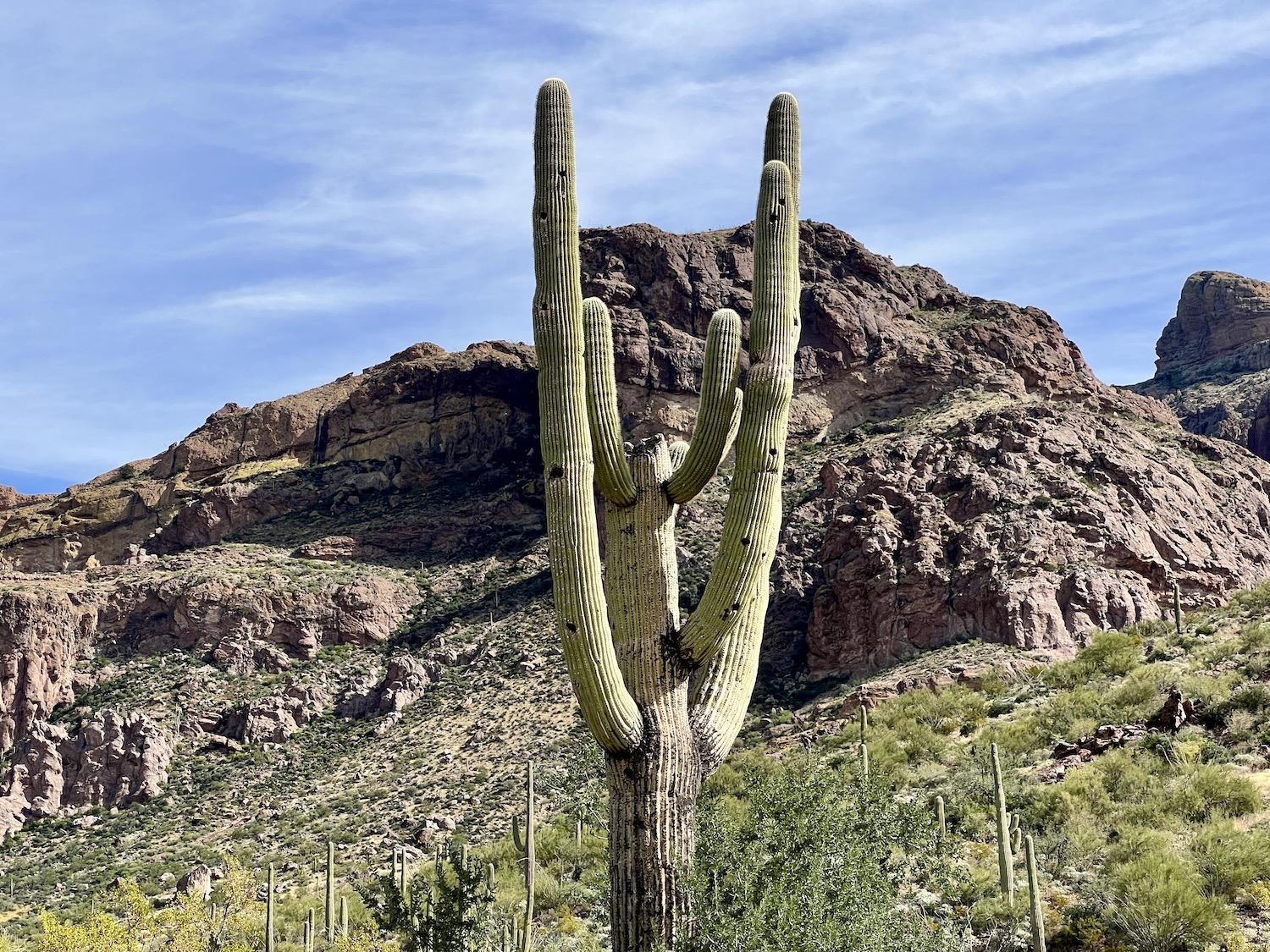 Long-Fingered Cacti & Bumpy Rides -> Organ Pipe Cactus National Monument,  AZ – Wheeling It: Tales From a Nomadic Life