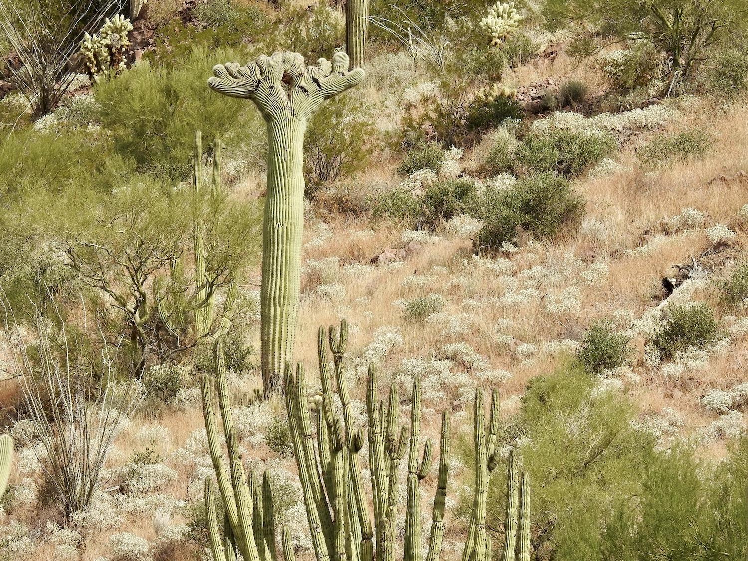 Green Desert Explorations At Organ Pipe Cactus National Monument