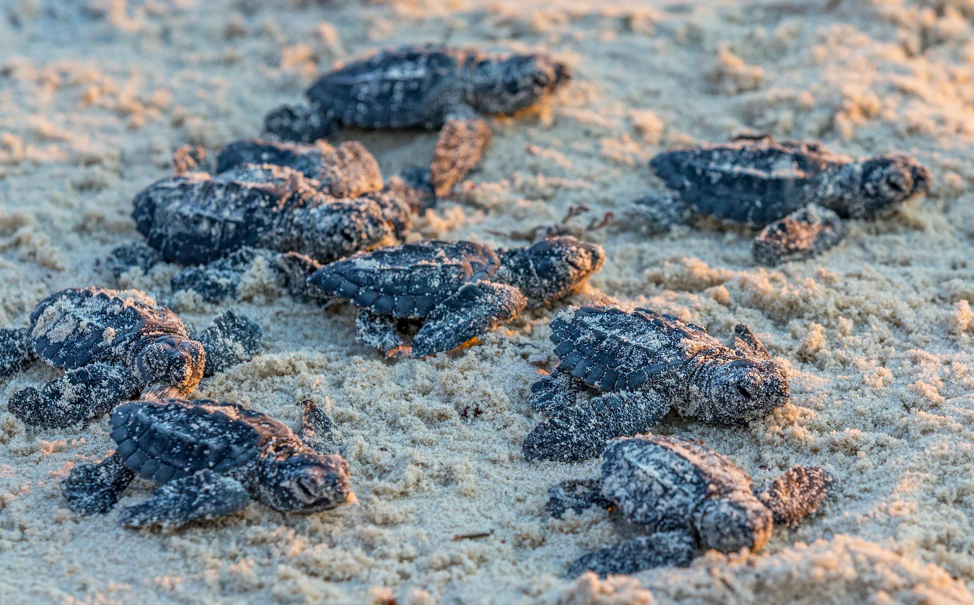 Traveler Special Report Is Padre Island's Renowned Sea Turtle Program