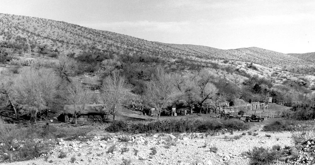 Once young, these cottonwood trees seen in 1947 recently were cut down because of the hazard they presented/NPS file