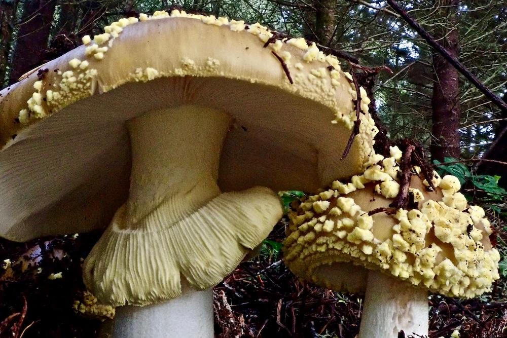 Mushrooms on a forest floor