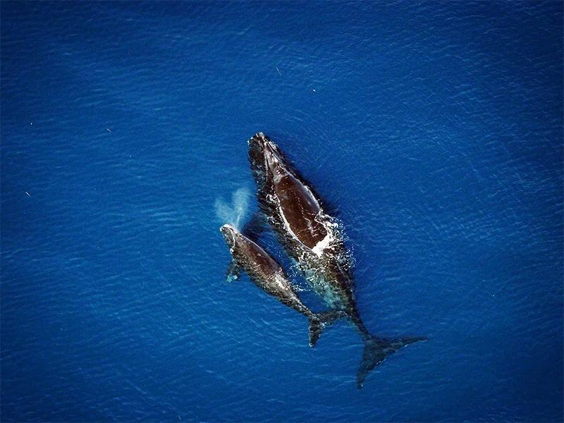 North Atlantic Right Whales are being challenged by warming oceans/NOAA