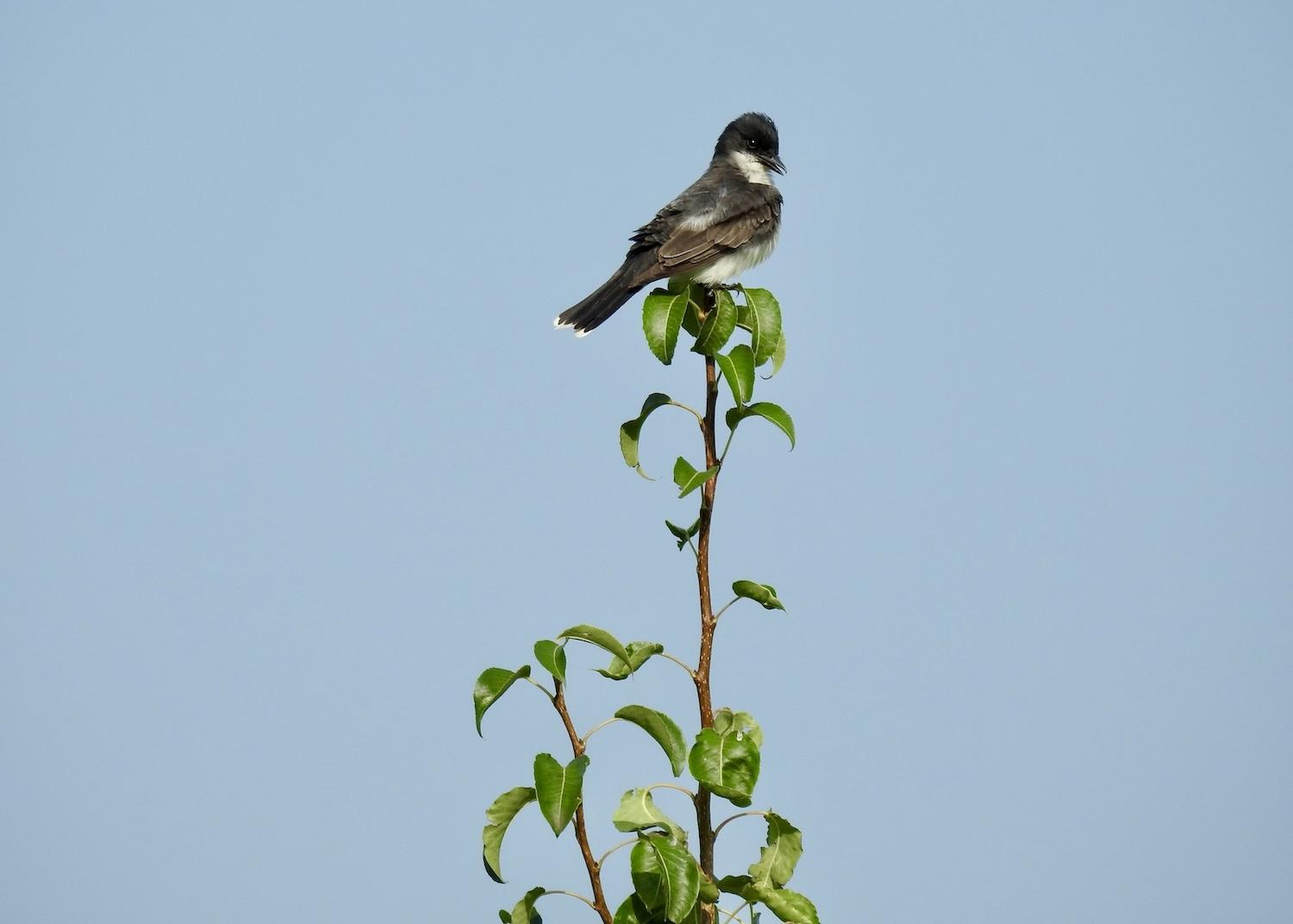 On the day I went birding in Rouge National Urban Park, the Eastern Kingbirds were out in full force.