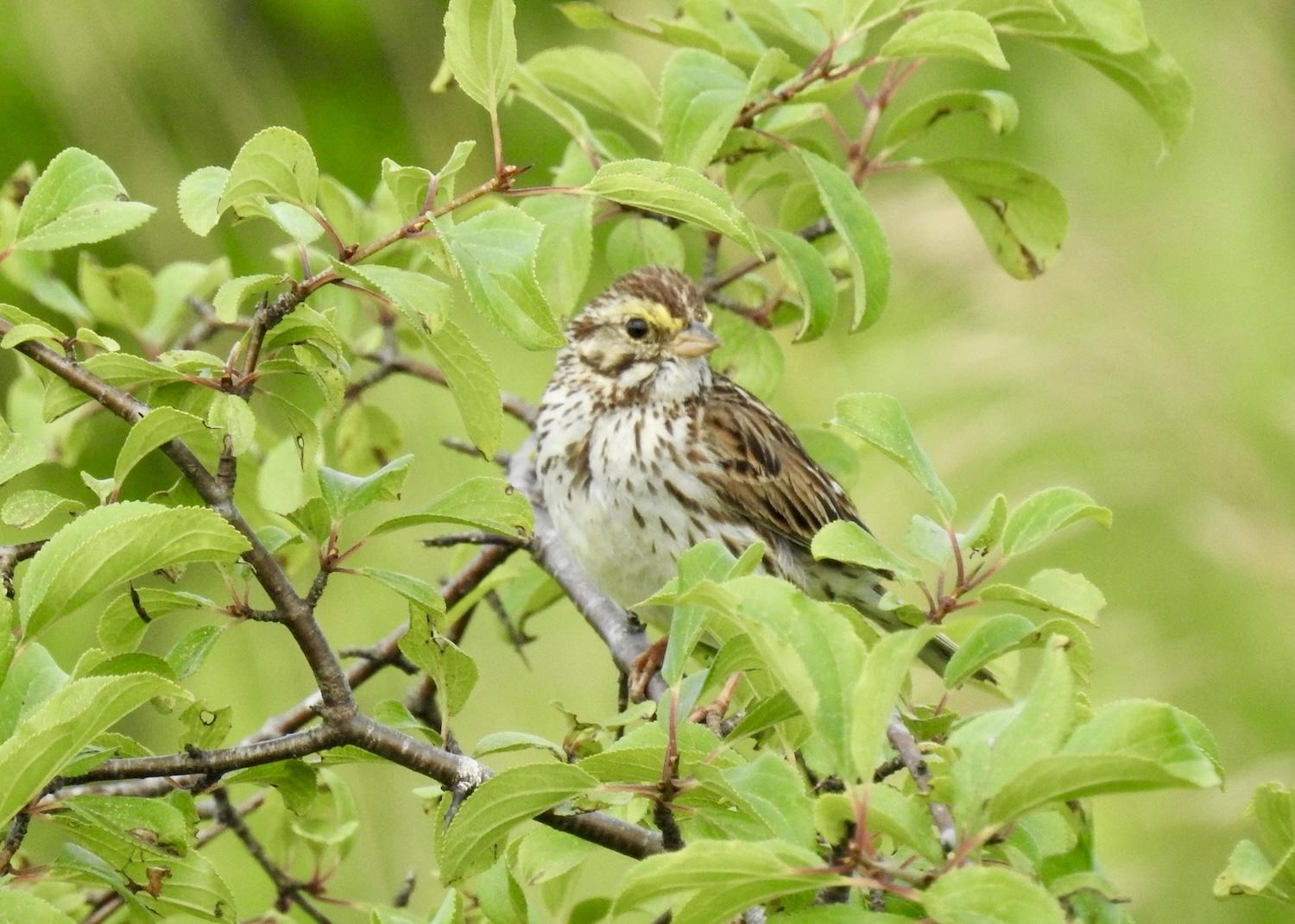 Savannah Sparrows enjoy the restored grasslands in Rouge National Urban Park.