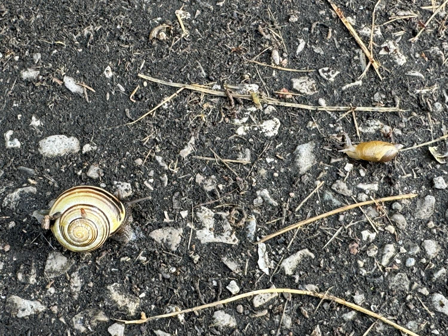 It's hard to focus on bird sounds in the Bob Hunter Memorial Park area of Rouge National Urban Park because you'll be stepping on so many snails.