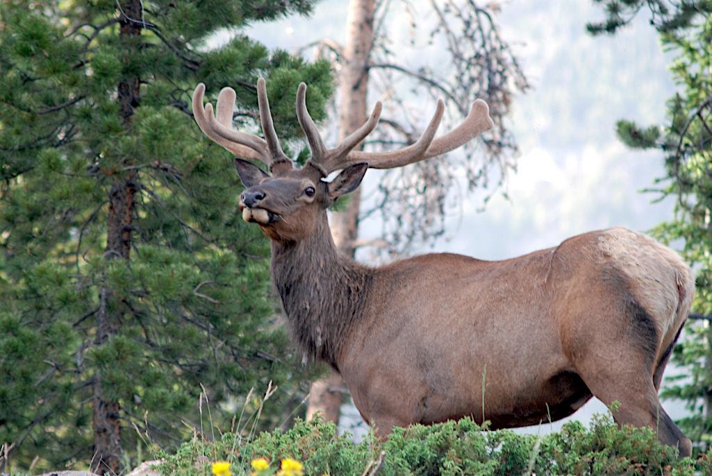 Some meadows in Rocky Mountain National Park will be closed to the public during the fall elk rut/Kurt Repanshek file