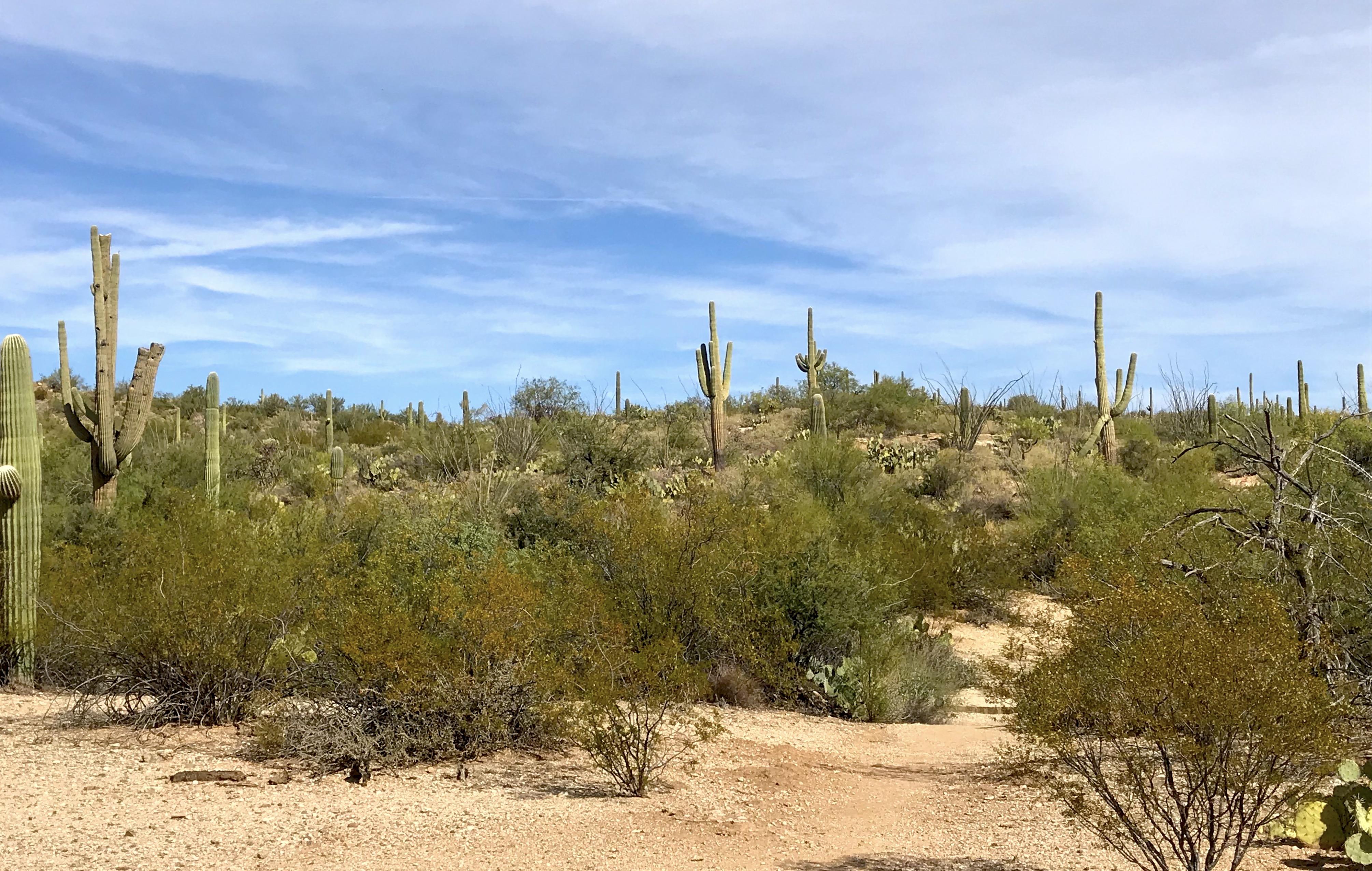 Saguaro National Park fall setting/Kurt Repanshek