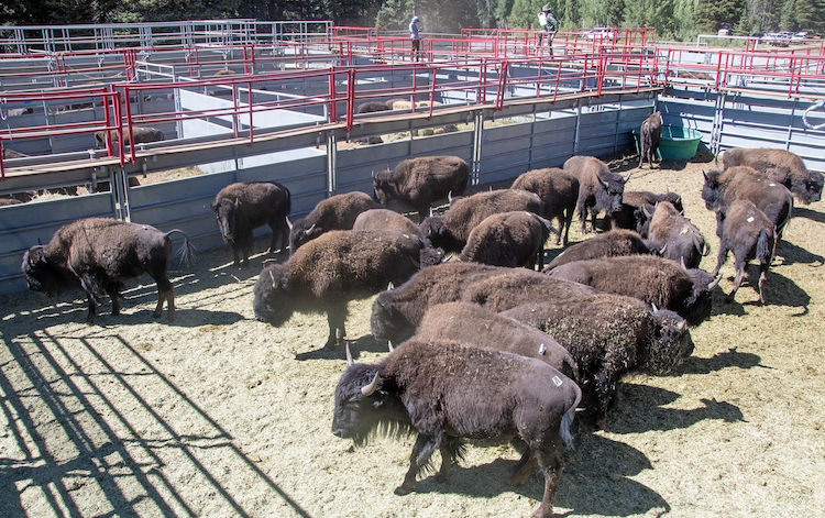 Bison at the corral site on the North Rim, Sept. 12, 2024 / NPS Photo/M. Quinn