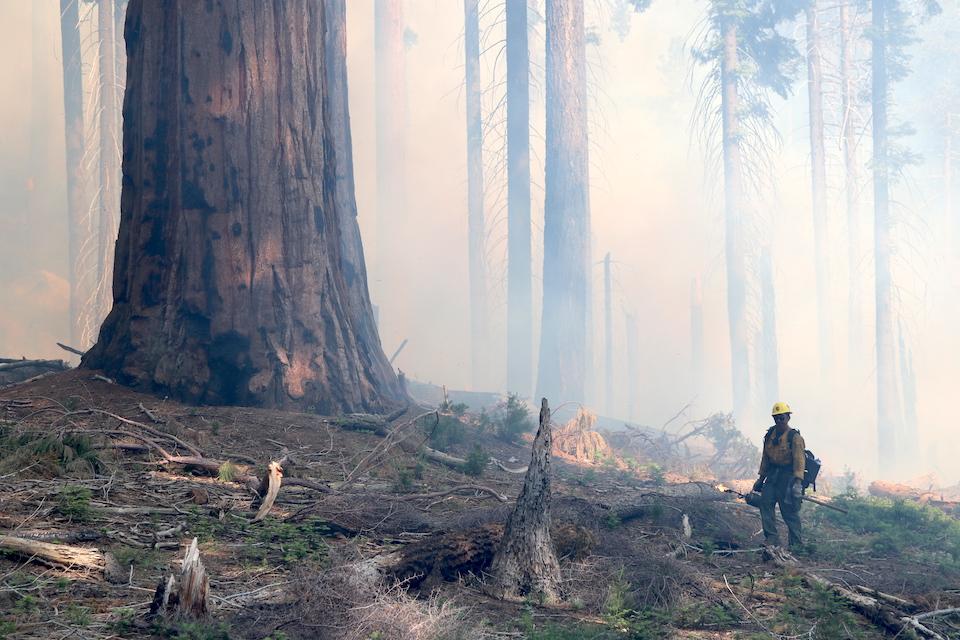 Fire managers at Sequoia and Kings Canyon National Parks successfully ignited 245 acres on the Sherman Prescribed Burn in July 2019. NPS photo