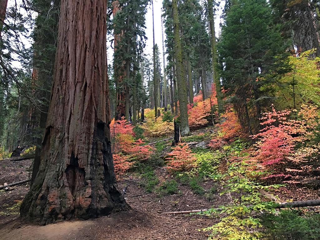 Is Sequoia National Park and overlooked destination for fall colors?/NPS file