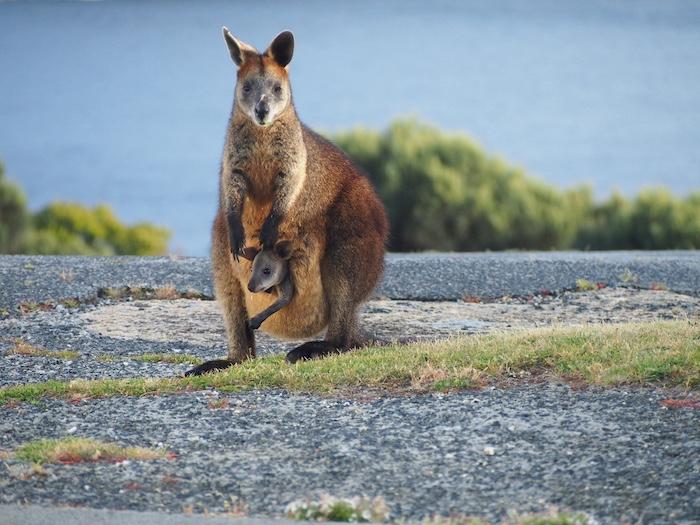 Wallabies are some of the park's residents/Parks Victoria