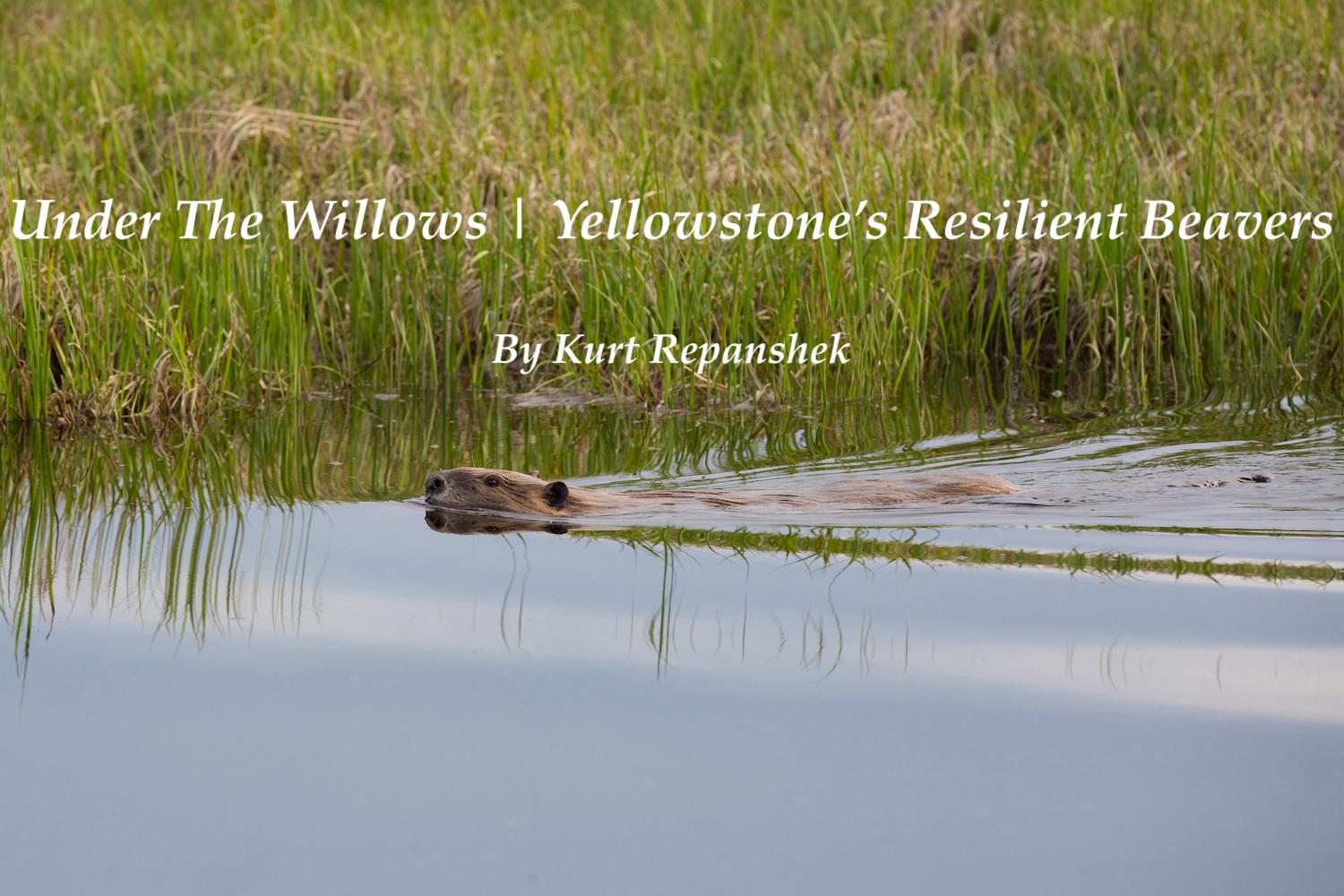 Under The Willows  Beavers As A Keystone Species At Voyageurs National Park