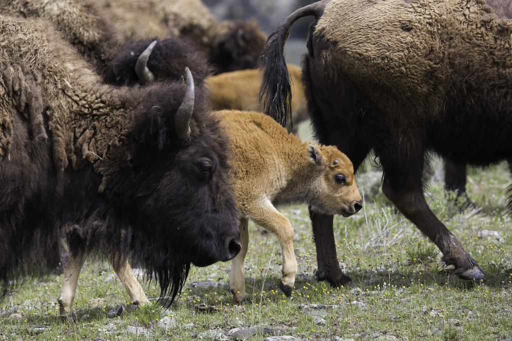 National Park Service Mulling Three Options For Managing Yellowstone Bison