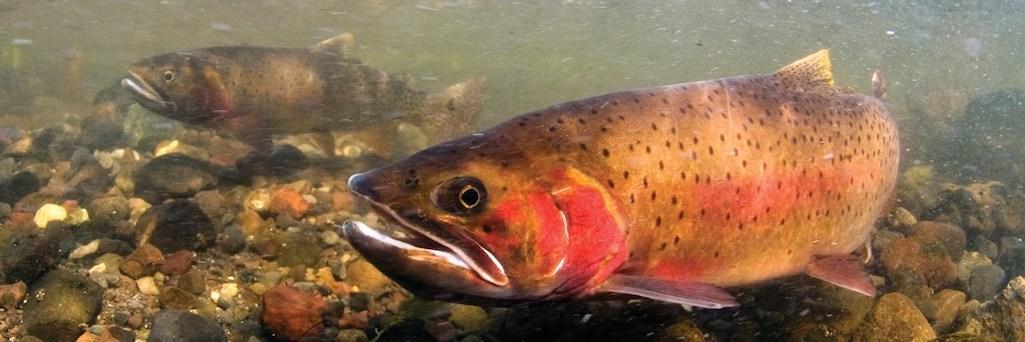 brook 2023ss Yellowstone Cutthroat Trout-