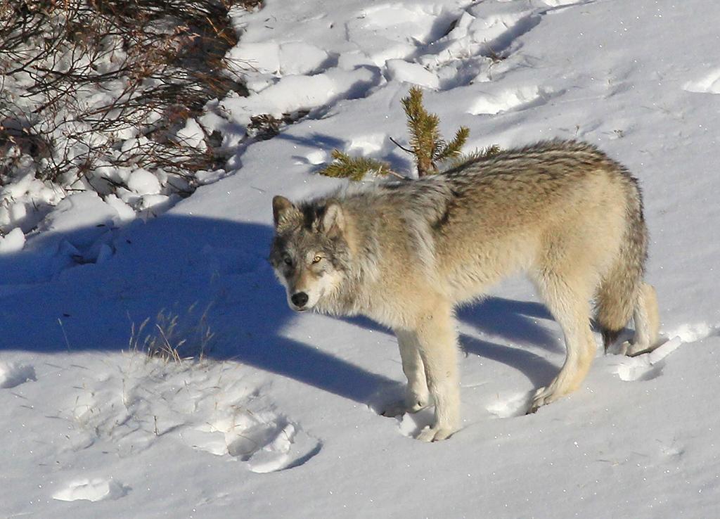 Yellowstone Delta Pack wolf, Yellowstone National Park / Dan Stahler