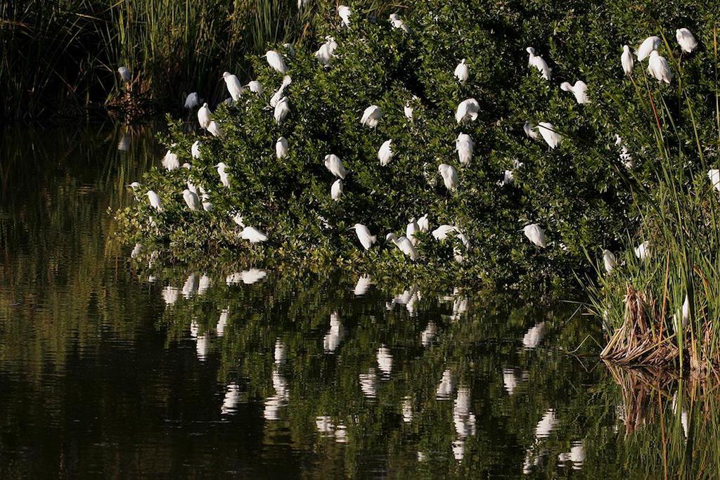 Snowy egrets, Everglades National Park/NPS